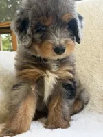 Sailor , a male Miniature Bernedoodle and Miniature Aussiedoodle for sale in Moses Lake, WA – 6 of 10