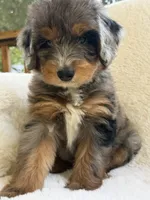Sailor , a male Miniature Bernedoodle and Miniature Aussiedoodle for sale in Moses Lake, WA – 2 of 10