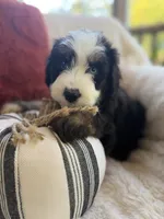 Dune , a male Miniature Bernedoodle and Miniature Aussiedoodle for sale in Moses Lake, WA – 1 of 10