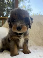 Sailor , a male Miniature Bernedoodle and Miniature Aussiedoodle for sale in Moses Lake, WA – 4 of 10