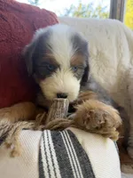 Anchor , a male Miniature Bernedoodle and Miniature Aussiedoodle for sale in Moses Lake, WA – 8 of 10