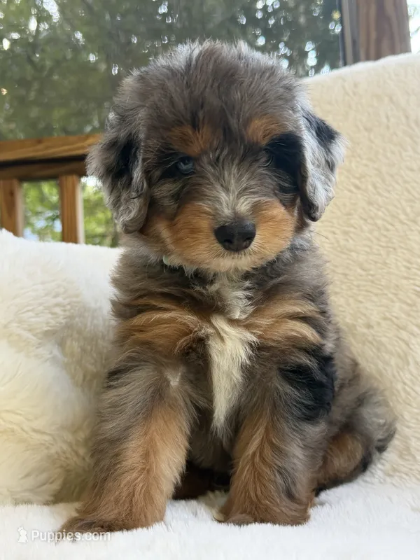 Sailor  – Miniature Bernedoodle, Miniature Aussiedoodle puppy for sale in Moses Lake, WA