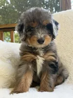 Sailor , a male Miniature Bernedoodle and Miniature Aussiedoodle for sale in Moses Lake, WA – 1 of 10