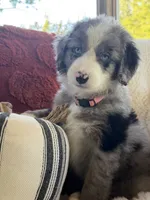 Magnolia , a female Miniature Bernedoodle and Miniature Aussiedoodle for sale in Moses Lake, WA – 6 of 10