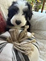 Dune , a male Miniature Bernedoodle and Miniature Aussiedoodle for sale in Moses Lake, WA – 5 of 10
