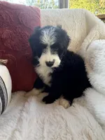 Carolina , a female Miniature Bernedoodle and Miniature Aussiedoodle for sale in Moses Lake, WA – 7 of 10