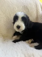 Marlin , a male Miniature Bernedoodle and Miniature Aussiedoodle for sale in Moses Lake, WA – 5 of 9