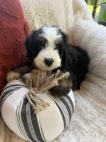 Dune , a male Miniature Bernedoodle and Miniature Aussiedoodle for sale in Moses Lake, WA – 7 of 10