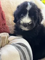 Sandy , a female Miniature Bernedoodle and Miniature Aussiedoodle for sale in Moses Lake, WA – 6 of 10