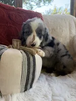 Magnolia , a female Miniature Bernedoodle and Miniature Aussiedoodle for sale in Moses Lake, WA – 9 of 10