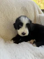 Marlin , a male Miniature Bernedoodle and Miniature Aussiedoodle for sale in Moses Lake, WA – 6 of 9