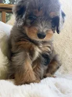 Sailor , a male Miniature Bernedoodle and Miniature Aussiedoodle for sale in Moses Lake, WA – 7 of 10