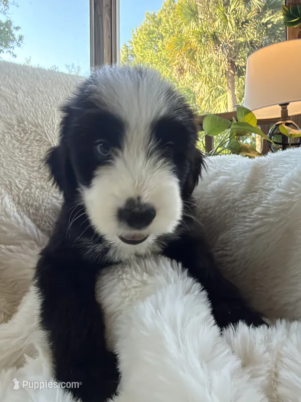 Marlin  – Miniature Bernedoodle, Miniature Aussiedoodle puppy for sale in Moses Lake, WA