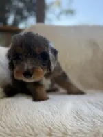Sailor , a male Miniature Bernedoodle and Miniature Aussiedoodle for sale in Moses Lake, WA – 8 of 10