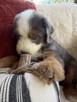 Anchor , a male Miniature Bernedoodle and Miniature Aussiedoodle for sale in Moses Lake, WA – 6 of 10