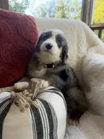 Magnolia , a female Miniature Bernedoodle and Miniature Aussiedoodle for sale in Moses Lake, WA – 2 of 10