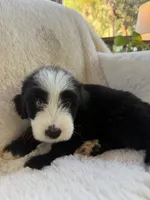 Marlin , a male Miniature Bernedoodle and Miniature Aussiedoodle for sale in Moses Lake, WA – 9 of 9