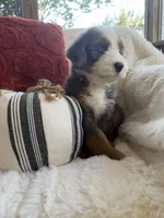Anchor , a male Miniature Bernedoodle and Miniature Aussiedoodle for sale in Moses Lake, WA – 9 of 10
