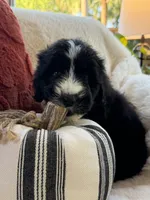 Sandy , a female Miniature Bernedoodle and Miniature Aussiedoodle for sale in Moses Lake, WA – 8 of 10