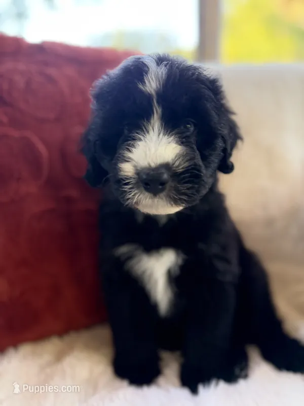 Sandy  – Miniature Bernedoodle, Miniature Aussiedoodle puppy for sale in Moses Lake, WA