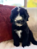 Sandy , a female Miniature Bernedoodle and Miniature Aussiedoodle for sale in Moses Lake, WA – 1 of 10