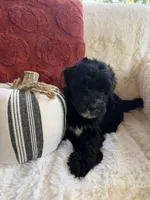 Fin, a male Miniature Bernedoodle and Miniature Aussiedoodle for sale in Moses Lake, WA – 9 of 10