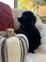 Sandy , a female Miniature Bernedoodle and Miniature Aussiedoodle for sale in Moses Lake, WA – 7 of 10