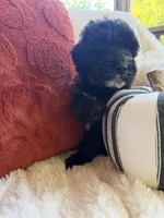 Fin, a male Miniature Bernedoodle and Miniature Aussiedoodle for sale in Moses Lake, WA – 2 of 10