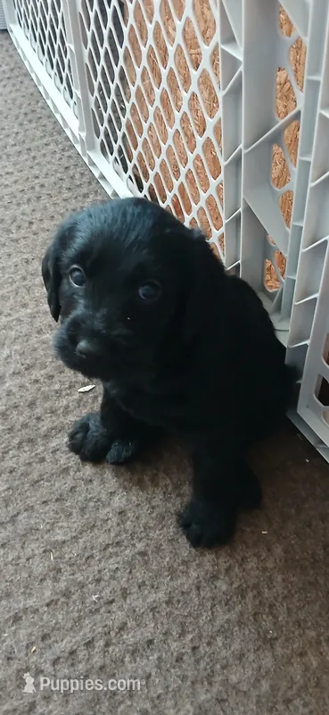 Bonnie – Double Doodle puppy for sale in Gibsonville, NC