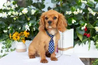 Ranger, a male Cavalier King Charles Spaniel for sale in Shipshewana, IN – 4 of 5