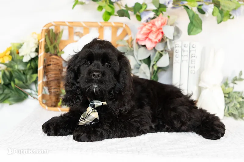 Vaylor – Cocker Spaniel puppy for sale in Shipshewana, IN