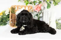 Vaylor, a male Cocker Spaniel for sale in Shipshewana, IN – Photo 1 of 5