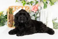 Vaylor, a male Cocker Spaniel for sale in Shipshewana, IN – Photo 2 of 5