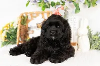 Vaylor, a male Cocker Spaniel for sale in Shipshewana, IN – Photo 4 of 5