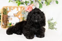 Vaylor, a male Cocker Spaniel for sale in Shipshewana, IN – Photo 3 of 5