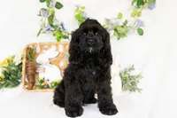 Vaylor, a male Cocker Spaniel for sale in Shipshewana, IN – Photo 5 of 5