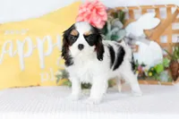 Rosie, a female Cavalier King Charles Spaniel for sale in Shipshewana, IN – Photo 4 of 4