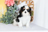 Rosie, a female Cavalier King Charles Spaniel for sale in Shipshewana, IN – Photo 3 of 4