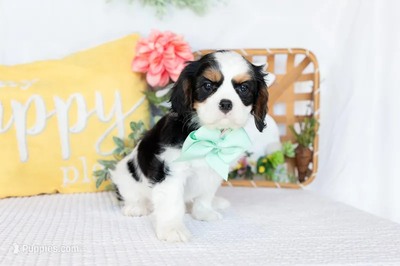 Rosie – Cavalier King Charles Spaniel puppy for sale in Shipshewana, IN