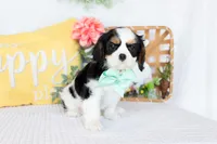 Rosie, a female Cavalier King Charles Spaniel for sale in Shipshewana, IN – Photo 1 of 4