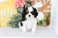 Rosie, a female Cavalier King Charles Spaniel for sale in Shipshewana, IN – Photo 2 of 4