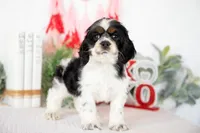 Murphy, a male Cocker Spaniel for sale in Shipshewana, IN – Photo 1 of 4