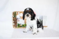 Murphy, a male Cocker Spaniel for sale in Shipshewana, IN – Photo 2 of 6