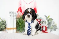 Murphy, a male Cocker Spaniel for sale in Shipshewana, IN – Photo 2 of 4