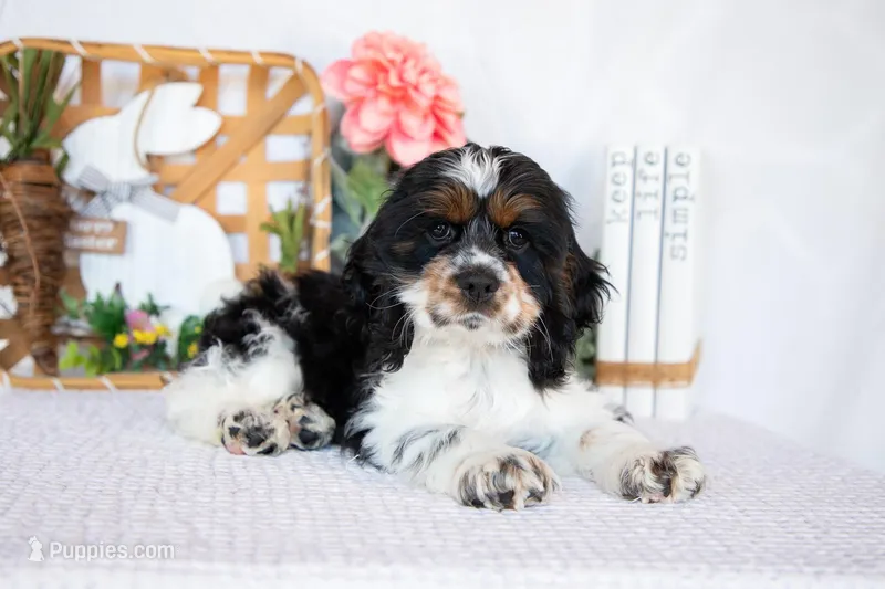 Murphy – Cocker Spaniel puppy for sale in Shipshewana, IN
