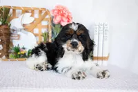Murphy, a male Cocker Spaniel for sale in Shipshewana, IN – Photo 1 of 6