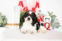 Murphy, a male Cocker Spaniel for sale in Shipshewana, IN – Photo 4 of 4