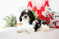 Murphy, a male Cocker Spaniel for sale in Shipshewana, IN – Photo 3 of 4