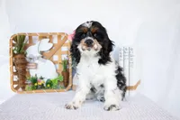 Murphy, a male Cocker Spaniel for sale in Shipshewana, IN – Photo 5 of 6