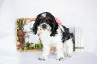 Murphy, a male Cocker Spaniel for sale in Shipshewana, IN – Photo 6 of 6